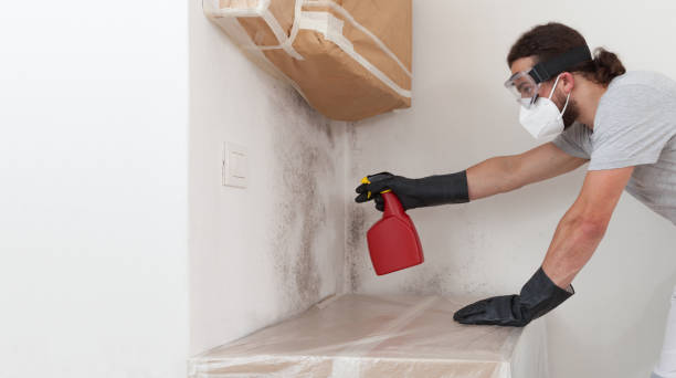 Professional Basement Mold Remediation technician working in West Chicago, IL