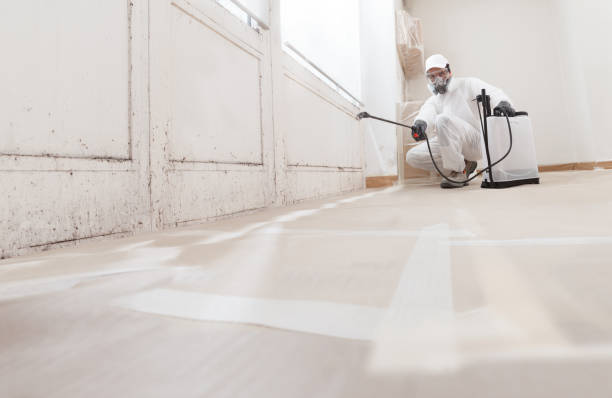 24/7 Emergency Basement Mold Remediation experts in West Chicago, IL