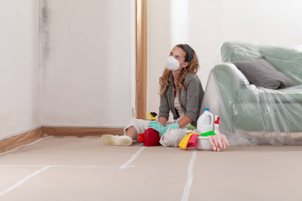 Reliable Basement Mold Remediation contractor in West Chicago, IL by Car Mold Remediation